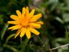 Arnica montana L.