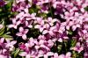 Daphne cneorum L.