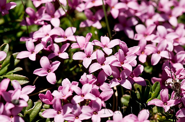 Daphne cneorum L.