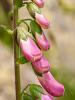 Digitalis purpurea L.