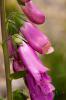 Digitalis purpurea L.