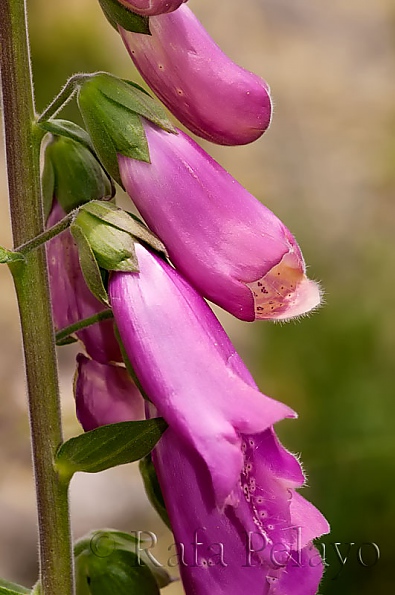 Digitalis purpurea L.