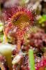 Drosera rotundifolia
