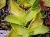 Pinguicula longifolia 