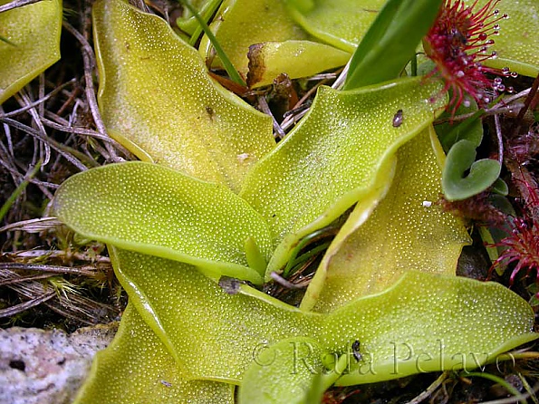 Pinguicula longifolia 