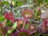 Drosera rotundifolia