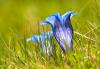 Gentiana alpina