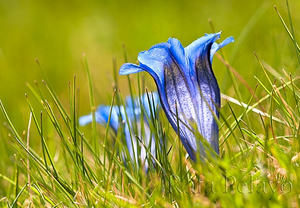 Gentiana alpina