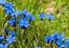 Gentiana verna