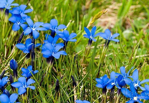 Gentiana verna