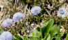 Globularia cordifolia
