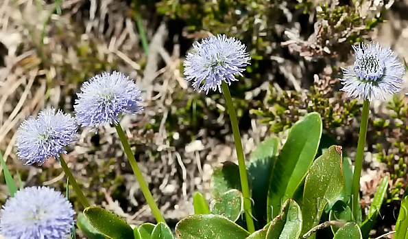 Globularia cordifolia
