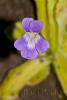 Pinguicula longifolia 