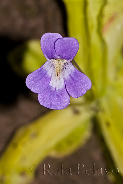 Pinguicula longifolia 