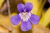 Pinguicula longifolia 