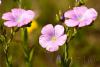 Linum viscosum