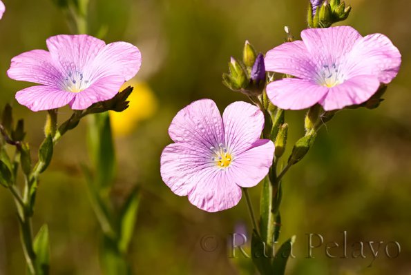 Linum viscosum