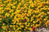 Lotus corniculatus