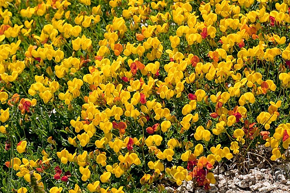 Lotus corniculatus