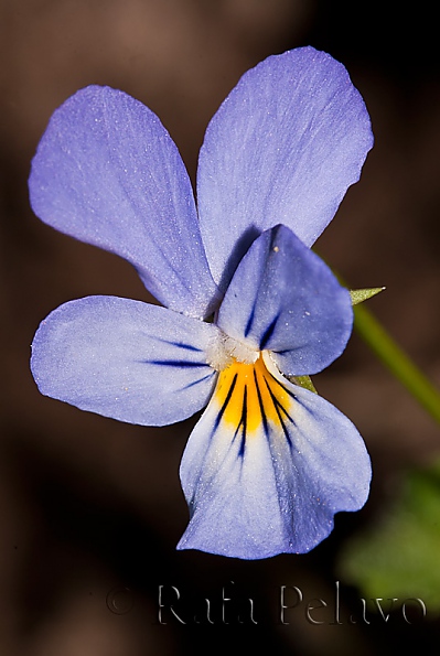 Viola saxatilis 