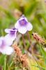 Pinguicula alpina 