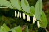 Polygonatum multiflorum 