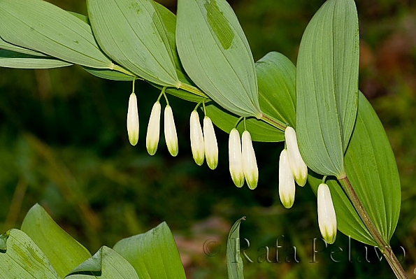 Polygonatum multiflorum 