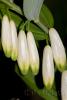 Polygonatum multiflorum 