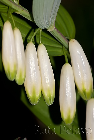 Polygonatum multiflorum 