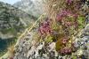 Sempervivum montanum 