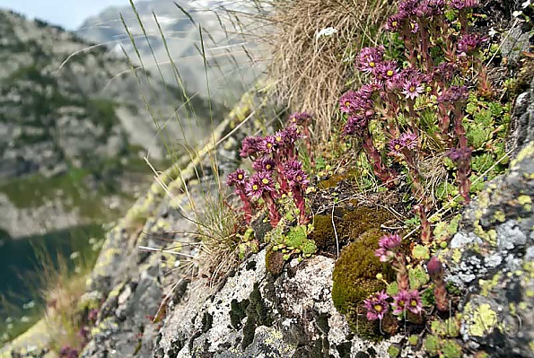 Sempervivum montanum 