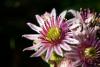 Sempervivum montanum 