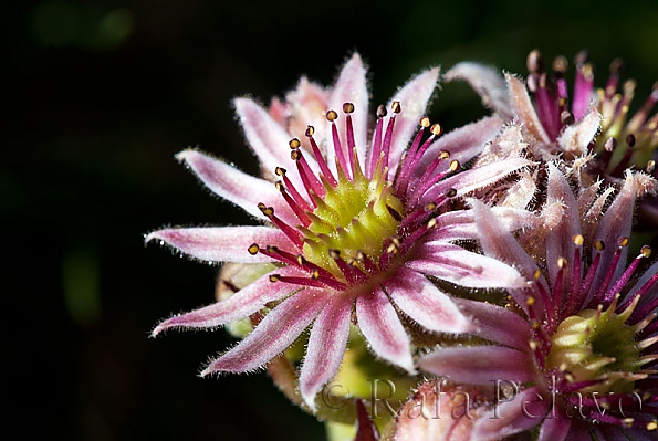 Sempervivum montanum 
