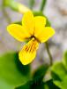 Viola biflora