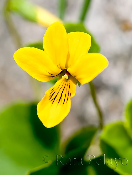Viola biflora
