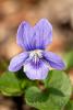 Viola canina 