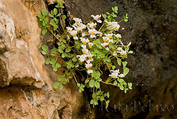 Sarcocapnos enneaphylla
