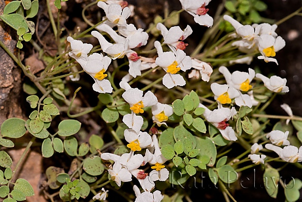 Sarcocapnos enneaphylla