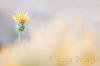 Centaurea granatensis