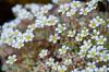 Saxifraga Camposii
