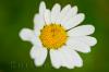 Bellis perennis