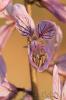 Dictamnus albus