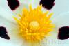  Cistus ladanifer