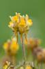 Linaria supina
