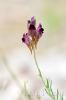 Linaria tristis