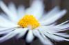 Bellis perennis