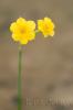 Narcissus fernandesii 