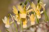 Narcissus triandrus
