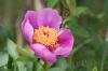 Peonia broteri