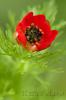 Adonis annua